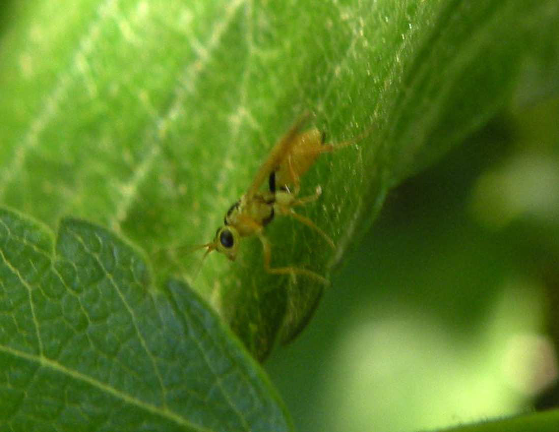 Qualche suggerimento? Pamphiliidae?